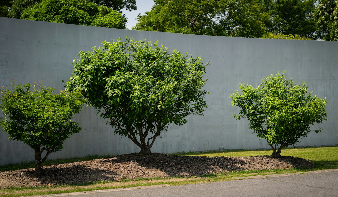 Three green shrubs planted along a concrete wall in a park.